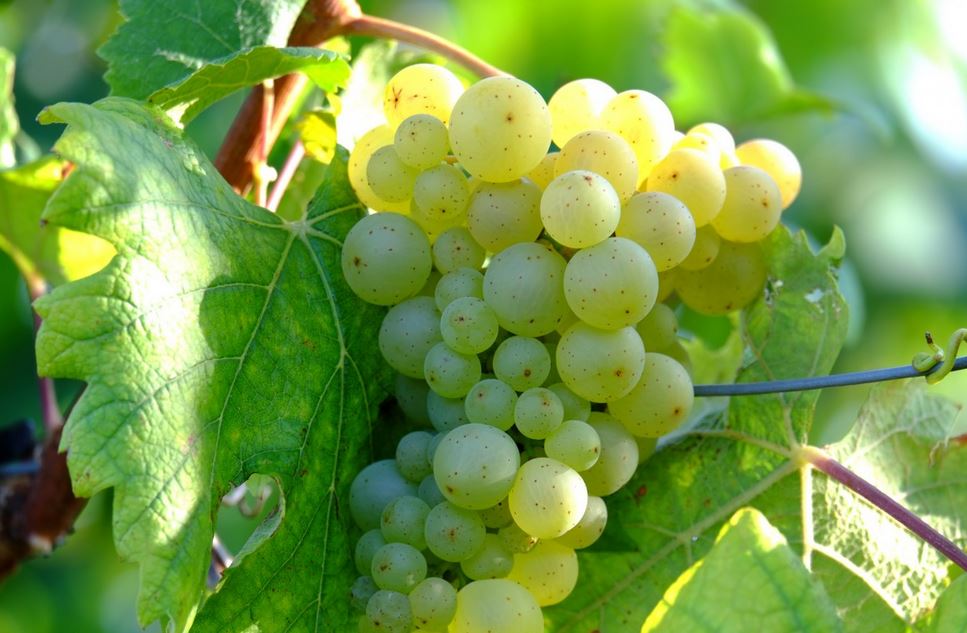 Saint Veran vin blanc